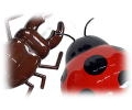 insect2.jpg