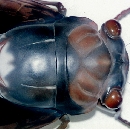 昆虫教材模型・アブラゼミ（クリックで拡大）