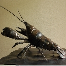 zarigani (2).JPG