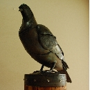 hato (9).JPG