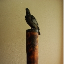 hato (3).JPG