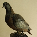 hato (8).JPG